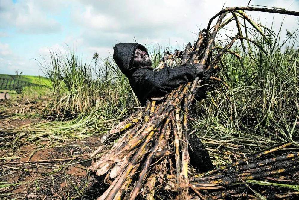 Withdrawal of Tongaat Hulett liquidation signals renewed confidence in the sugar sector, say ANC and Saftu