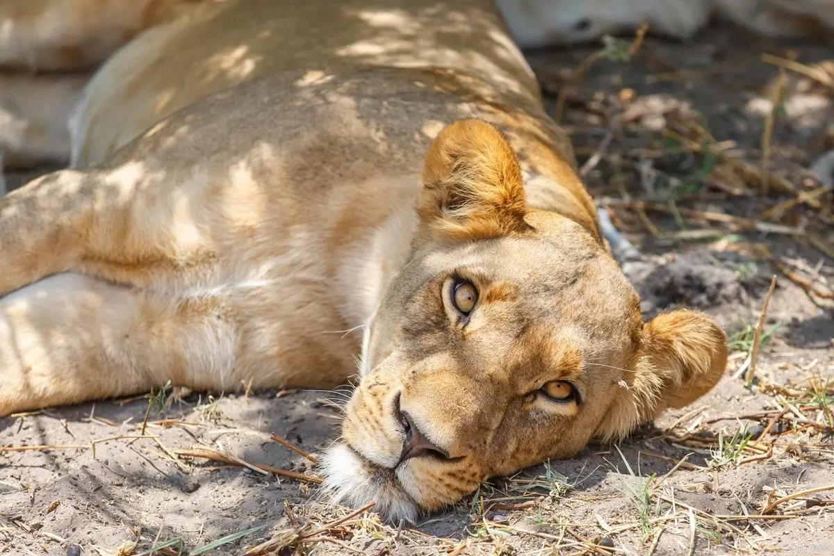 Trophy hunting study finds positive outcomes — but governance matters
