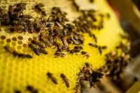 Tiny bees, big job: Tracking pesticide pollution in&hellip;