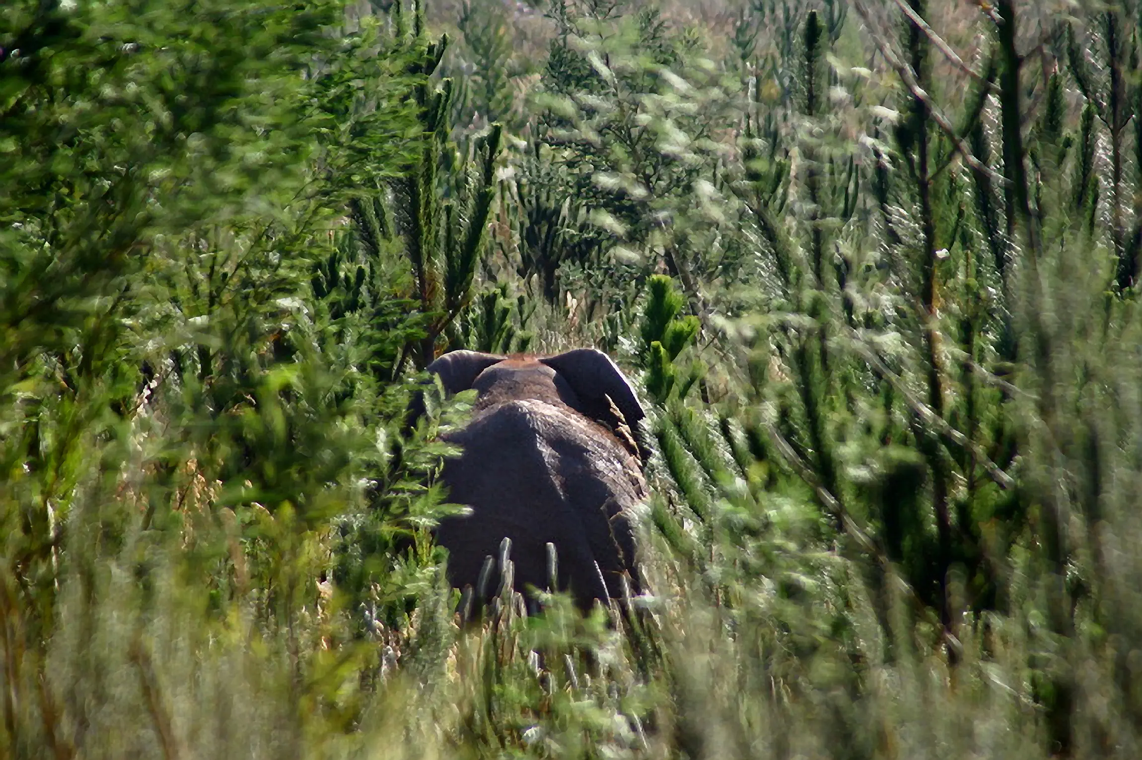 One elephant, 400km and 20 years of reconnecting a broken landscape