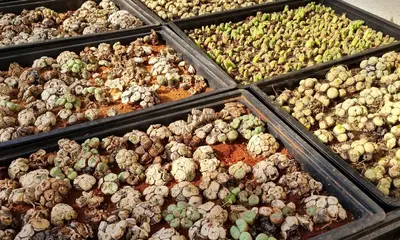 Quiet plunder of the Succulent Karoo