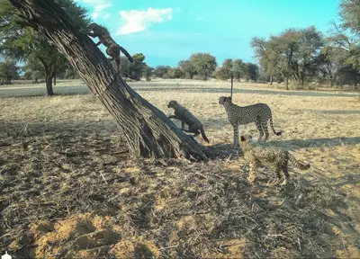 Only 119 free-roaming cheetahs remain in South Africa, landmark census finds