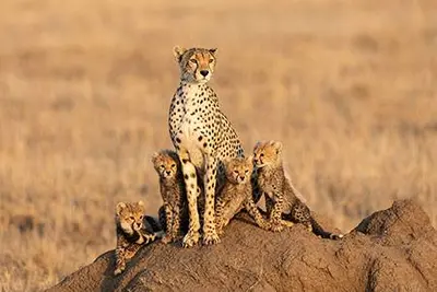 South Africa: Constitutional Court upholds animal welfare legislation