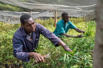 UN names four new World Restoration Flagships to heal degraded ecosystems