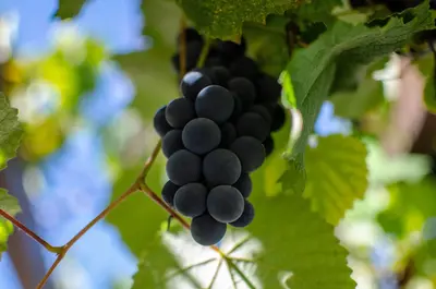 The new Winelands stepping out of Stellenbosch's shadow