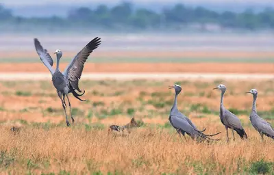The ‘5c bird’ receives million-dollar attention