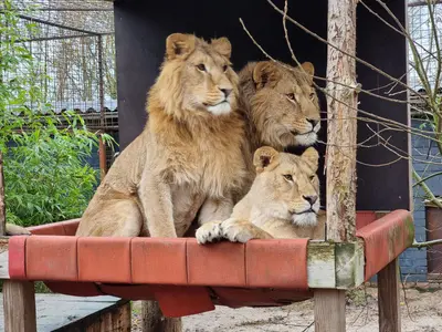 SA’s captive lion industry remains legal despite years of promises to phase it out, say animal welfare groups