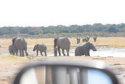 Wildlife at the door, survival on the line