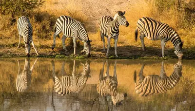 Storm damage forces month-long closure at Kruger’s Skukuza Gate
