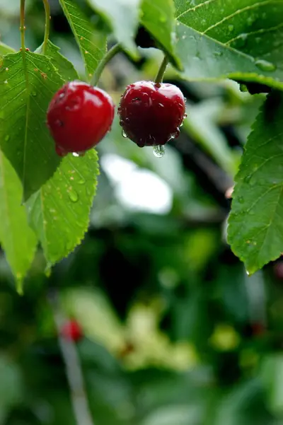 South African cherries gain first-time access to Chinese market