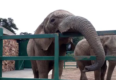 The vital role of zoos in the 21st century