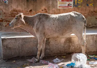 Rise in animal diseases a global problem