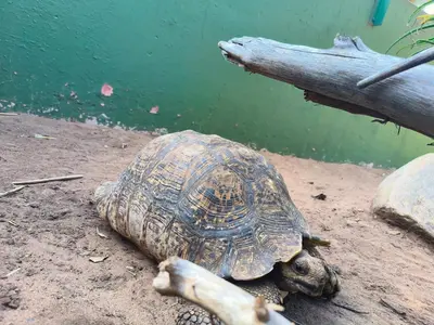 Help name Crocworld’s new three-legged leopard tortoise