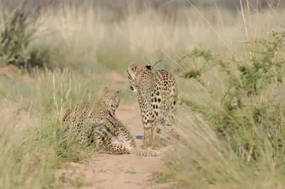 SA’s leopard population remains uncertain as new strategy weighs conservation and hunting