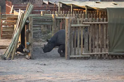 SA’s rhinos population rises by nearly 5% in 2025 but 230 rhinos killed by ...