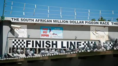 Pigeon racing: The fast and the featheriest