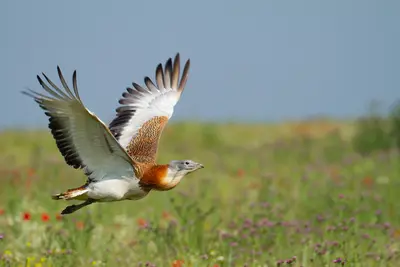 The long journey is getting harder for the world’s migratory birds