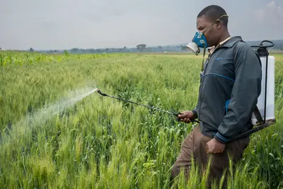 EU pesticide rule changes raise concerns for South Africa