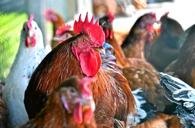 MARC HASENFUSS: Plenty of food for thought