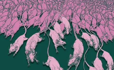 SIMON BROWN: What rats can tell us that directors can't