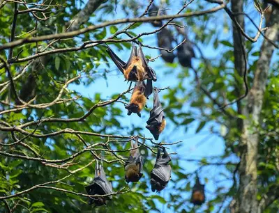 Study probes bats as natural pest control