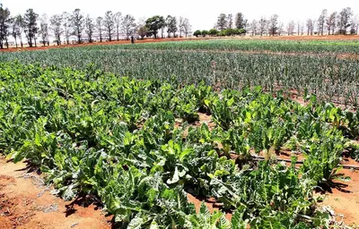 To end hunger, think beyond the tech