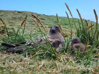 Marion Island’s brown skuas defy scientists after landmark cat eradication