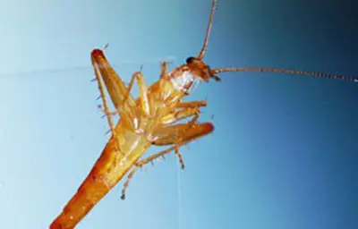 New species of jumping cockroach discovered in Cape