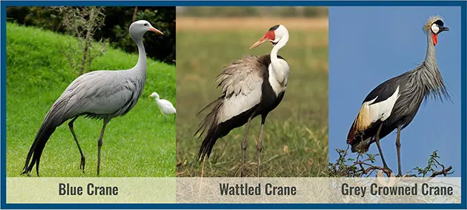 Every count matters: South Africans called upon to count cranes this weekend