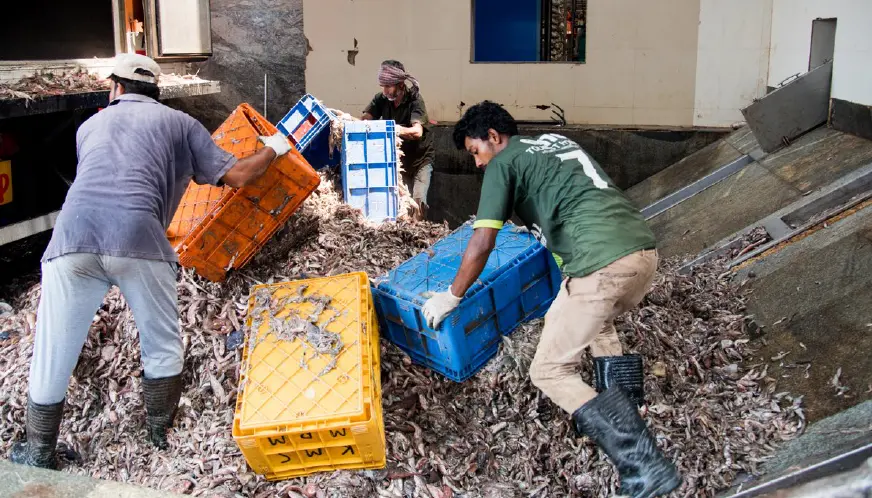 The Stench of Your Seafood: How Fishmeal Factories Poison West Africa
